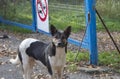 An innocent stray dog Ã¢â¬â¹Ã¢â¬â¹with black and white spots that protects an entrance